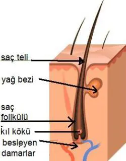 saç dökülmesi
